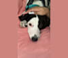 Photo of Lila, an American Pit Bull Terrier, Beagle, Miniature Schnauzer, and Mixed mix in Statesboro, Georgia, USA