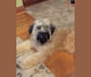 Photo of Kevin, a Soft Coated Wheaten Terrier  in Delaware, Ohio, USA