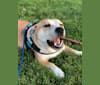 Levi Tate, an American Pit Bull Terrier and Chow Chow mix tested with EmbarkVet.com