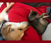 Aspen, a Labrador Retriever and Siberian Husky mix tested with EmbarkVet.com