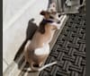 Photo of Lyric, an Italian Greyhound  in Missouri, USA