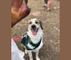 Odin, an American Foxhound and Australian Shepherd mix tested with EmbarkVet.com