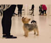 Bangsi, a Silky Terrier tested with EmbarkVet.com