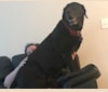 Riker, a Labrador Retriever and Chow Chow mix tested with EmbarkVet.com