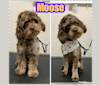 Moose 🫎, a Cockapoo tested with EmbarkVet.com