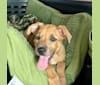 Photo of Meg, an American Pit Bull Terrier, Boxer, Chow Chow, and Mixed mix in Dothan, AL, USA
