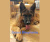 Pyro, a German Shepherd Dog tested with EmbarkVet.com