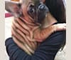 Baby, a French Bulldog tested with EmbarkVet.com