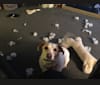 Max, a Basset Hound and Beagle mix tested with EmbarkVet.com