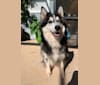 Aloka, a Siberian Husky and German Shepherd Dog mix tested with EmbarkVet.com