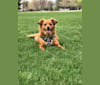 Mila, an Australian Cattle Dog and Dachshund mix tested with EmbarkVet.com