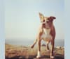 Photo of Rigby, a Boston Terrier  in Gloucester, MA, USA