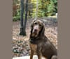 Abe, a Bloodhound and Labrador Retriever mix tested with EmbarkVet.com