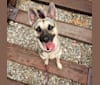Valkyrie, a German Shepherd Dog and American Bulldog mix tested with EmbarkVet.com
