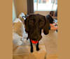 Franklin, an American English Coonhound and German Shorthaired Pointer mix tested with EmbarkVet.com