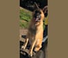 Maya, a German Shepherd Dog and Bulldog mix tested with EmbarkVet.com