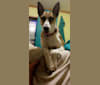 Maya, an Arabian Village Dog tested with EmbarkVet.com