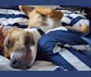 Coffee, an American Pit Bull Terrier and Boxer mix tested with EmbarkVet.com