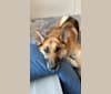 Maya, a German Shepherd Dog and Siberian Husky mix tested with EmbarkVet.com