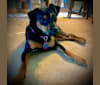 Lexi, a Boxer and Chihuahua mix tested with EmbarkVet.com