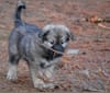 Cindy, a German Shepherd Dog and Alaskan Malamute mix tested with EmbarkVet.com