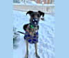 Photo of Colt, a German Shepherd Dog and Great Dane mix in New Mexico, USA
