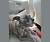 Kona, an American Pit Bull Terrier and Miniature Schnauzer mix tested with EmbarkVet.com