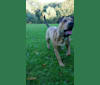 Niyah, an American Bulldog and American Pit Bull Terrier mix tested with EmbarkVet.com