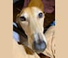 Photo of Guapo, a Spanish Galgo  in Spain