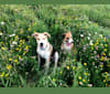 Washington, a German Shepherd Dog and Siberian Husky mix tested with EmbarkVet.com