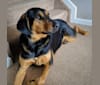Sarge, a Bluetick Coonhound and German Shepherd Dog mix tested with EmbarkVet.com