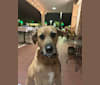 Seya, an American Village Dog tested with EmbarkVet.com