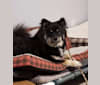 Treya, a Finnish Lapphund tested with EmbarkVet.com