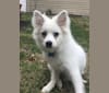 Koda, an American Eskimo Dog tested with EmbarkVet.com
