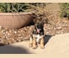 Photo of Tucker, an American Eskimo Dog, Poodle (Small), Chihuahua, and Mixed mix in Phoenix, Arizona, USA