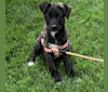 RILEY, a German Shepherd Dog and American Pit Bull Terrier mix tested with EmbarkVet.com