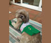 Lulu, a Shih Tzu and Yorkshire Terrier mix tested with EmbarkVet.com