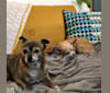 Lillian, a Chihuahua and Pomeranian mix tested with EmbarkVet.com