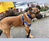 Photo of Jax, an American Pit Bull Terrier, Chow Chow, and Rottweiler mix in Culver City, California, USA