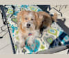 Photo of Walter, a Lhasa Apso, American Eskimo Dog, and Pembroke Welsh Corgi mix in California, USA