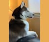 Kazu, a Siberian Husky tested with EmbarkVet.com
