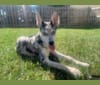 Winnie, a Siberian Husky and German Shepherd Dog mix tested with EmbarkVet.com