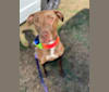 T&S Ain’t She Sweet “COCO”, a Labrador Retriever and American Pit Bull Terrier mix tested with EmbarkVet.com