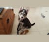 Shade, a Siberian Husky and German Shepherd Dog mix tested with EmbarkVet.com
