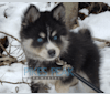 Rush, a Siberian Husky and Pomeranian mix tested with EmbarkVet.com