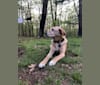 Raymond, a Labrador Retriever and American Pit Bull Terrier mix tested with EmbarkVet.com