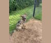 Murphy, a German Shepherd Dog and Labrador Retriever mix tested with EmbarkVet.com