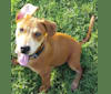 Cooper, an American Pit Bull Terrier and Boxer mix tested with EmbarkVet.com