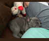 Nardo, a French Bulldog tested with EmbarkVet.com
