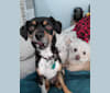Poncho, a Chihuahua and Poodle (Small) mix tested with EmbarkVet.com